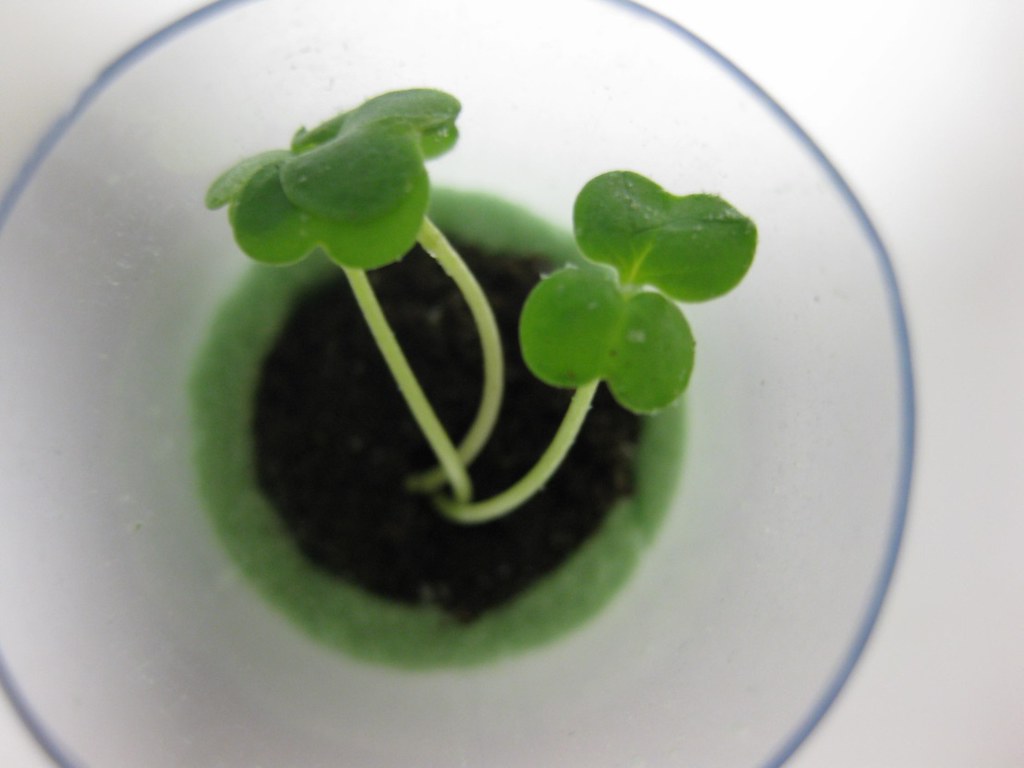 Girl Scouts Grow Greens (NASA, International Space Station, 07/10/14)
